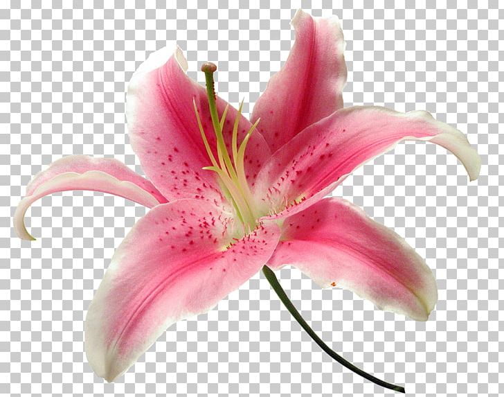 Madonna Lily Daylily Fleur-de-lis Lilium PNG, Clipart, Amaryllis, Credit, Curb, Daylily, Fleurdelis Free PNG Download