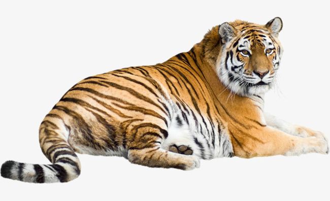 Tiger PNG, Clipart, Animal, Animals, Protection, Tiger, Tiger Clipart Free PNG Download