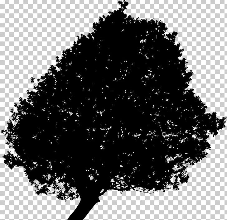 Tree Computer Icons PNG, Clipart, Black, Black And White, Branch, Computer Icons, Conifer Free PNG Download