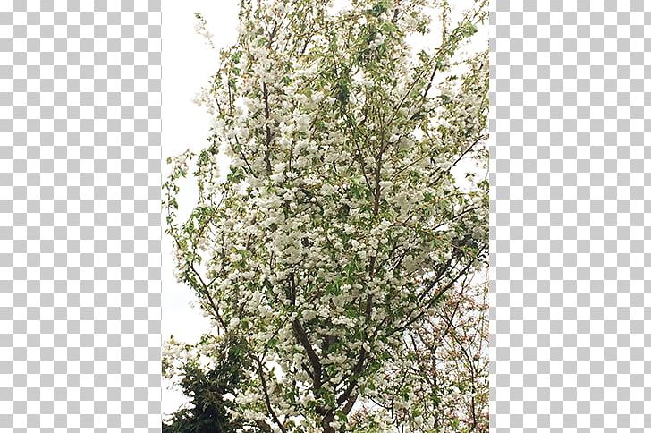 Twig Shade Tree Japanese Snowbell Nursery PNG, Clipart, Apples, Blossom, Branch, Landscaping, Maple Free PNG Download