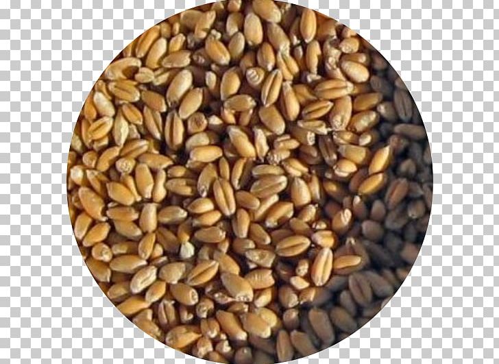 Cereal Germ Whole Grain Spelt Seed PNG, Clipart, Cereal, Cereal Germ, Commodity, Common Wheat, Dinkel Wheat Free PNG Download