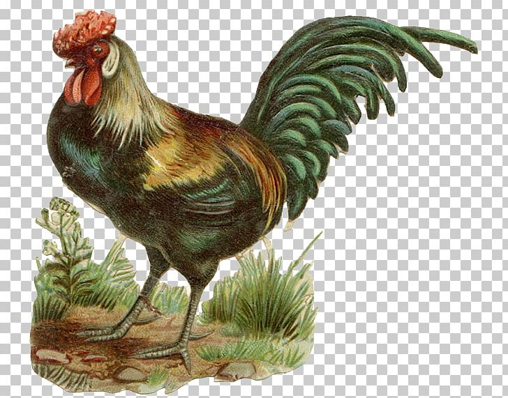 Chicken Rooster Farm Drawing PNG, Clipart, Animals, Beak, Bird, Chicken, Clip Art Free PNG Download