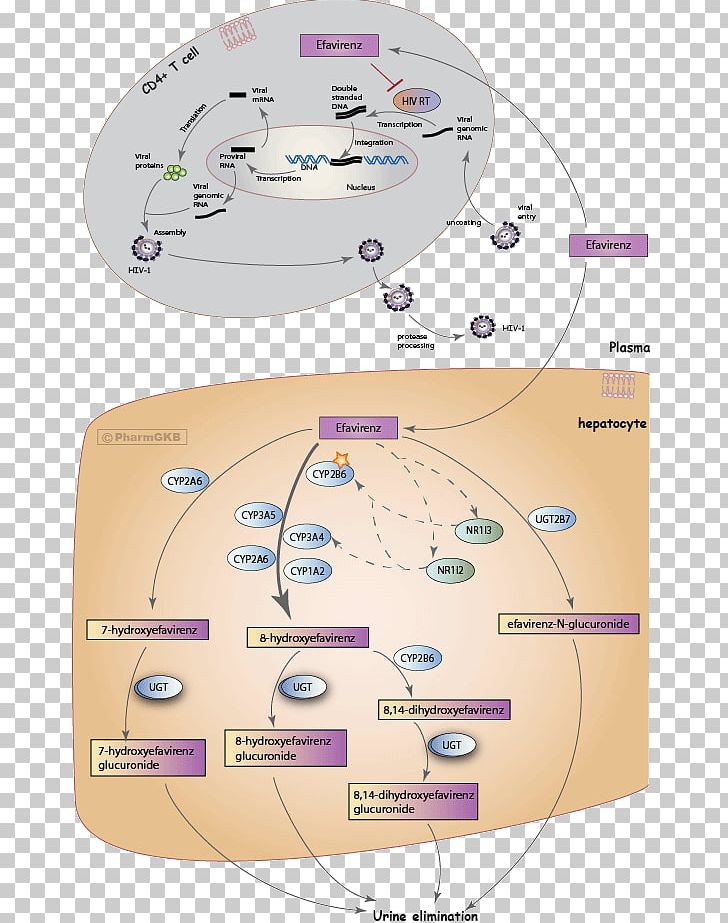 Efavirenz Mechanism Of Action Pharmaceutical Drug Management Of HIV/AIDS Nevirapine PNG, Clipart, Aids, Circle, Cyp2a6, Cytochrome P450, Diagram Free PNG Download
