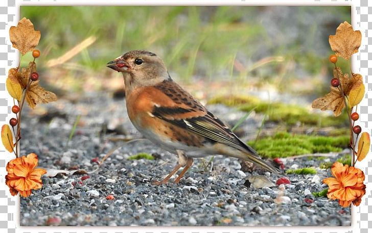 House Sparrow Ortolan Bunting Finches Brambling PNG, Clipart, American Sparrows, Animals, Atmosphere Was Strewn With Flowers, Beak, Bird Free PNG Download