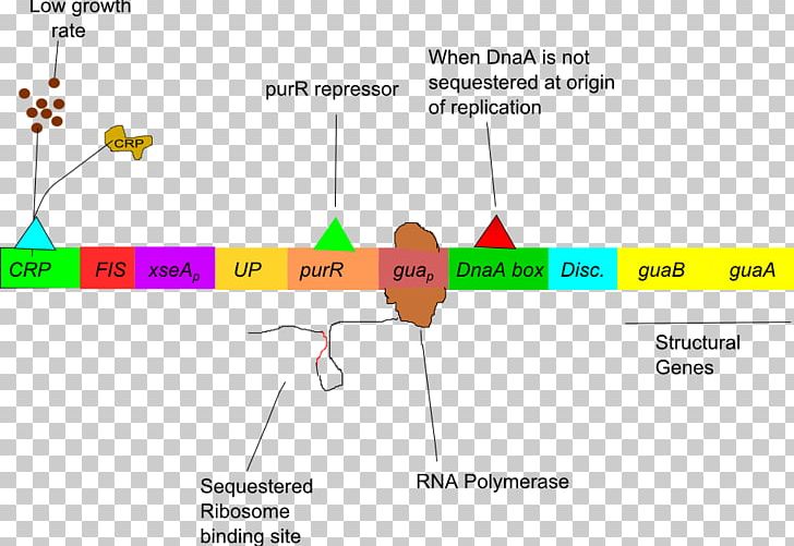 L-arabinose Operon Gua Operon Regulation Of Gene Expression Lac Operon PNG, Clipart, Angle, Arabinose, Area, Brand, Circle Free PNG Download