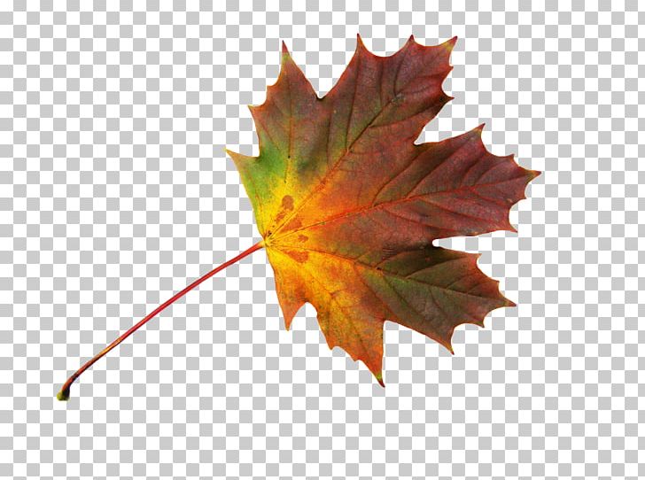 Maple Leaf Autumn PNG, Clipart, Autumn, Autumn Leaves, Bild, Database, Finns Party Free PNG Download