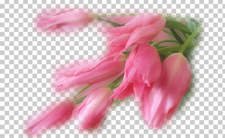 Mother Pink Flowers Flower Bouquet Father PNG, Clipart,  Free PNG Download