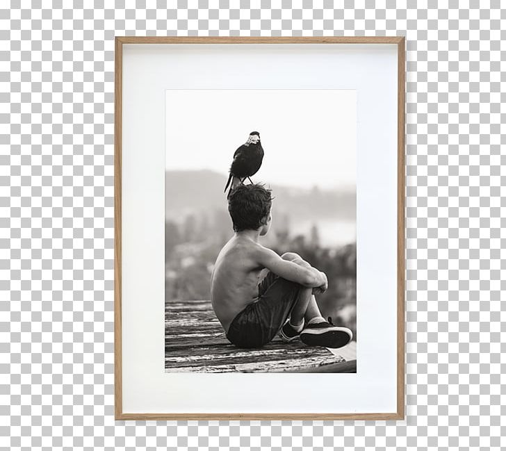 Animal Bird Homo Sapiens Dog PNG, Clipart, Animal, Animals, Bird, Black And White, Dog Free PNG Download