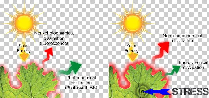 Chlorophyll Fluorescence Photosynthesis Kautsky Effect PNG, Clipart, Biological Pigment, Biology, Chemosynthesis, Chlorophyll, Chlorophyll A Free PNG Download