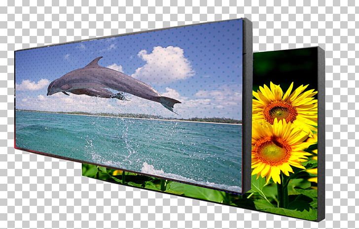三娘湾 Computer Monitors Television Set Liquid-crystal Display Dolphin PNG, Clipart, Advertising, Animals, Backlight, Computer Monitor, Computer Monitors Free PNG Download