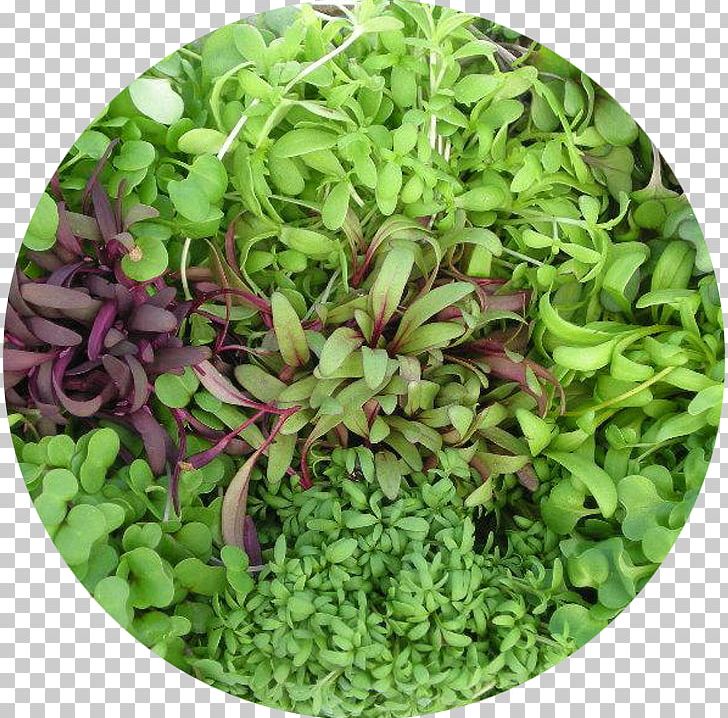 Microgreen Salad Leaf Vegetable Lettuce Herb PNG, Clipart, Beetroot, Collard Greens, Coriander, Fine Herbs, Food Free PNG Download