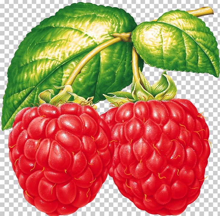 Raspberry Fruit PNG, Clipart, Accessory Fruit, Auglis, Berry, Bla, Food Free PNG Download