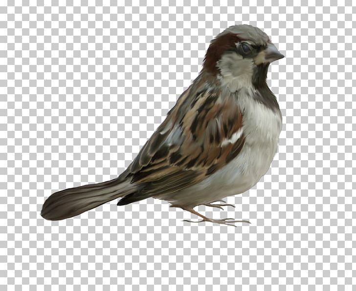 Bird Portable Network Graphics House Sparrow PNG, Clipart, Animal, Animals, Beak, Bird, Digital Image Free PNG Download