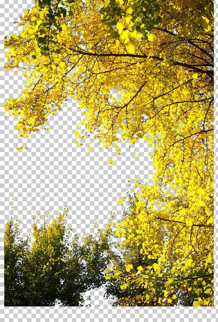 Ginkgo Biloba Congee Tree Yellow Leaf PNG, Clipart, Autumn, Autumn Tree, Biloba, Bonsai, Branch Free PNG Download