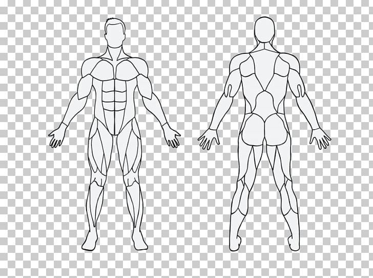 Muscle Exercise Human Body Calorie Physical Fitness PNG, Clipart, Abdomen, Angle, Arm, Body, Exercise Free PNG Download