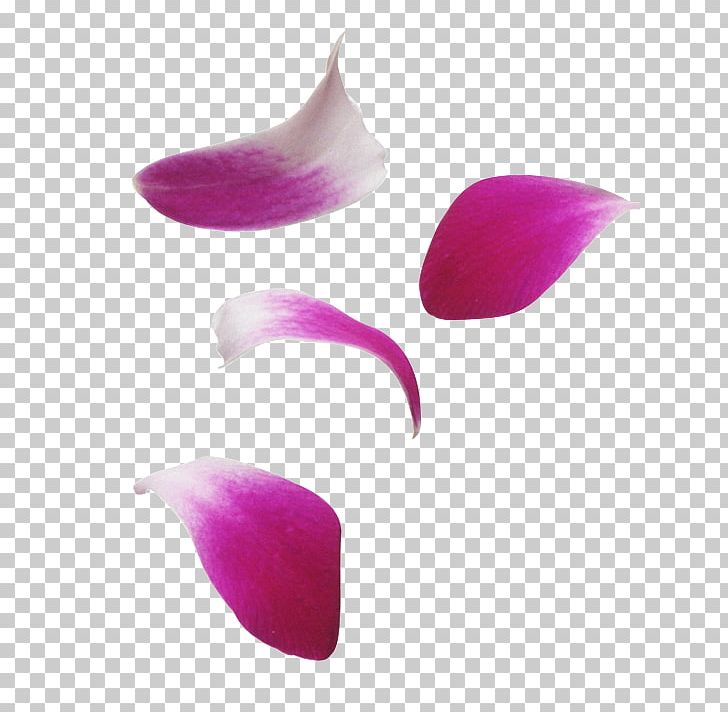 Petal Flower Tulip PNG, Clipart, Desktop Wallpaper, Digital Image, Display Resolution, Flower, Garden Roses Free PNG Download