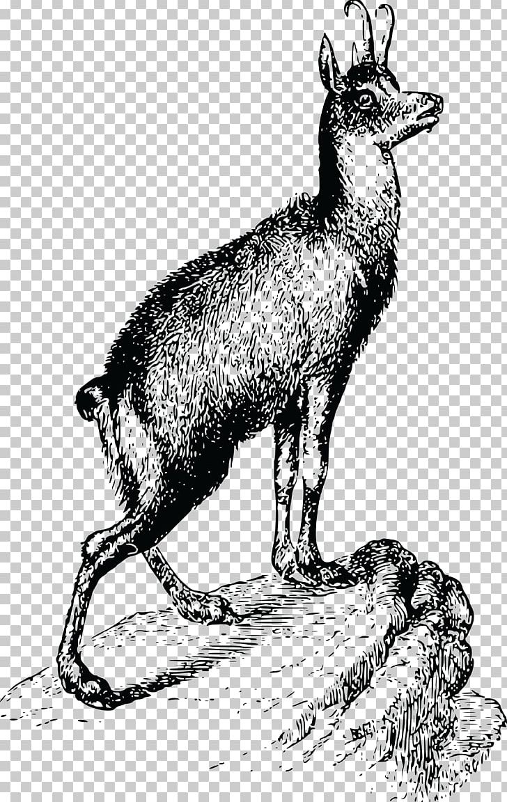 Berggasthaus Urnerstaffel PNG, Clipart, Art, Black And White, Chamois, Cow Goat Family, Deer Free PNG Download