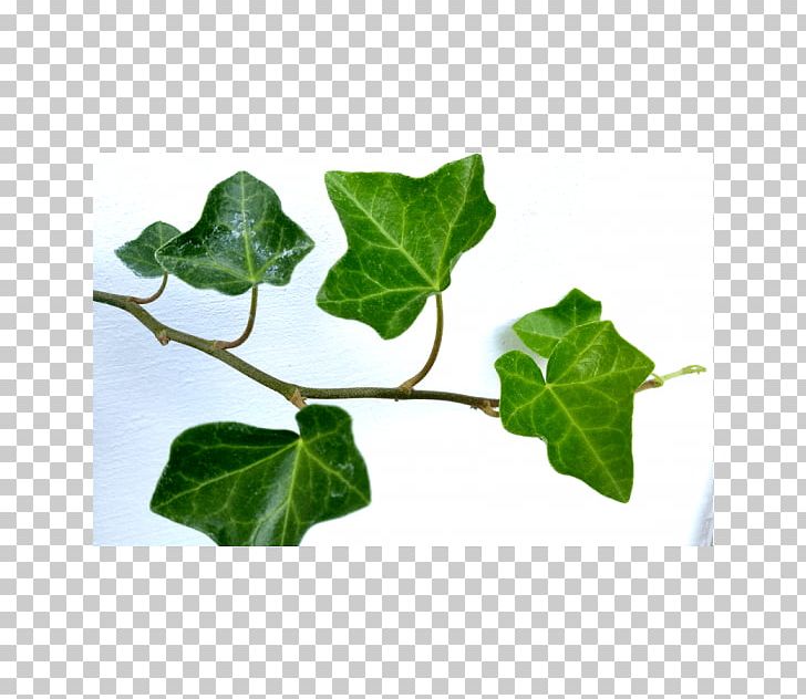 Common Ivy Hedera Hibernica Liana Vascular Plant Plants PNG, Clipart, Branch, Common Ivy, Dryopteris Affinis, Evergreen, Flowerpot Free PNG Download