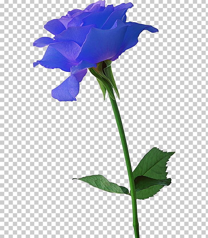 Flowering Bulbs Black Rose Plant PNG, Clipart, Annual Plant, Bellflower Family, Blue Rose, Bud, Cut Flowers Free PNG Download