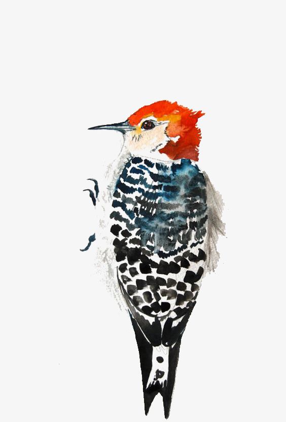 Watercolor Bird PNG, Clipart, Animal, Bird Clipart, Birds, Cartoon, Hand Free PNG Download