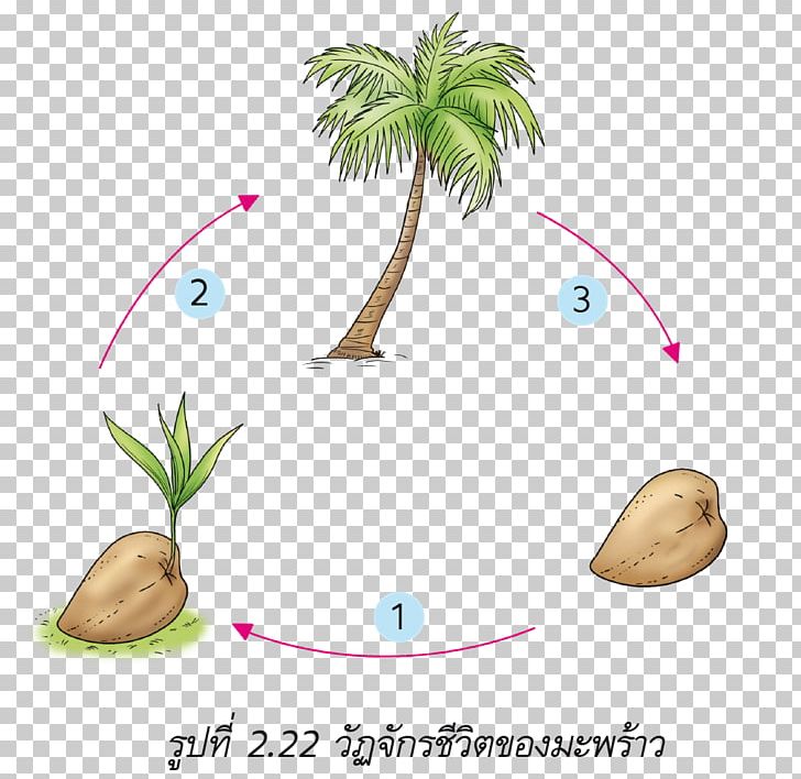 Butterfly Flowering Plant Sexual Reproduction PNG, Clipart, Annual Plant, Area, Biological Life Cycle, Butterfly, Coconut Free PNG Download