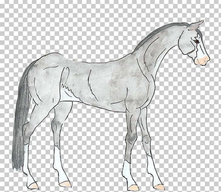 Foal Mane Stallion Mustang Colt PNG, Clipart, Bridle, Colt, Drawing, Foal, Halter Free PNG Download