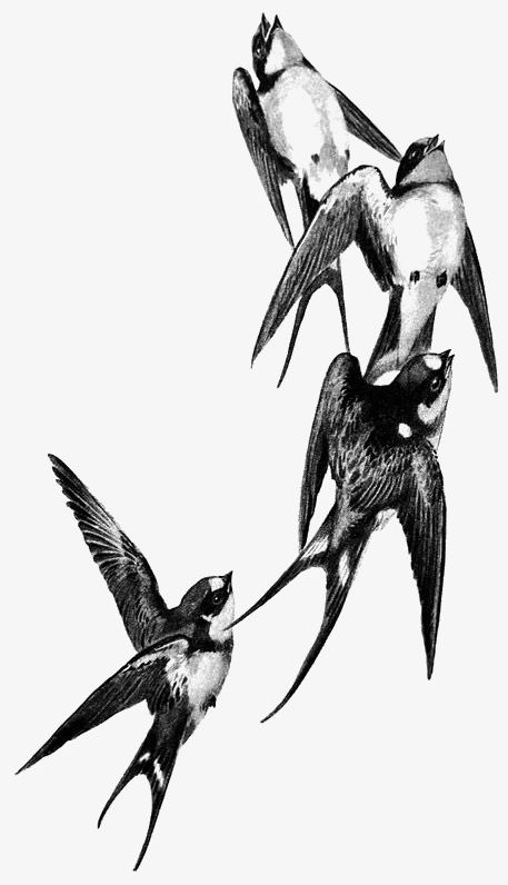 Black And White Swallow PNG, Clipart, Animal, Animal Themes, Antique, Bird, Black And White Free PNG Download