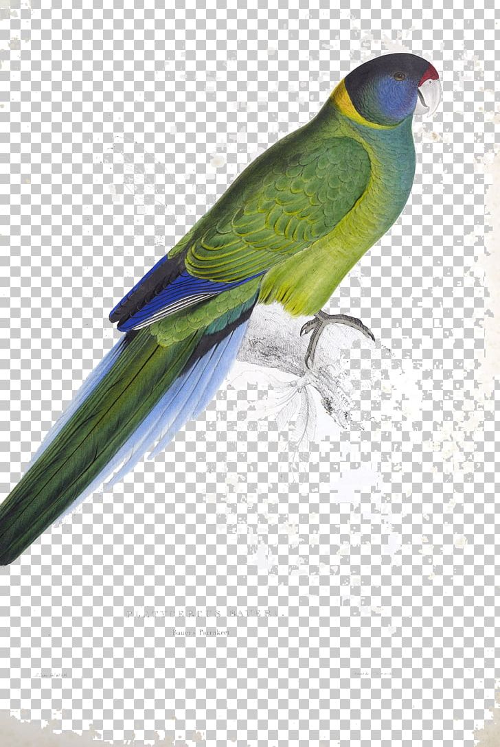Budgerigar Illustrations Of The Family Of Psittacidae PNG, Clipart, Animal, Animals, Art, Artist, Beak Free PNG Download