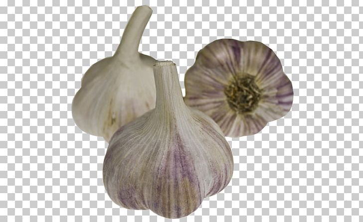 Garlic Cultivar Onion Dobrodar Seed PNG, Clipart,  Free PNG Download