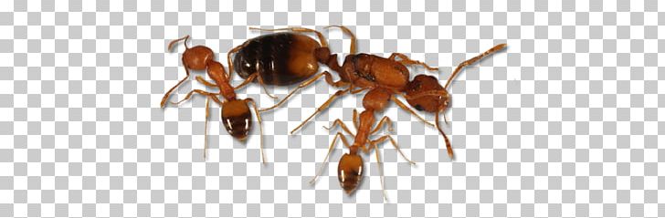 Hornet Wasp Yavapai College K2 Anthony McPartlin PNG, Clipart, Ant, Anthony Mcpartlin, Arthropod, Hornet, Insect Free PNG Download