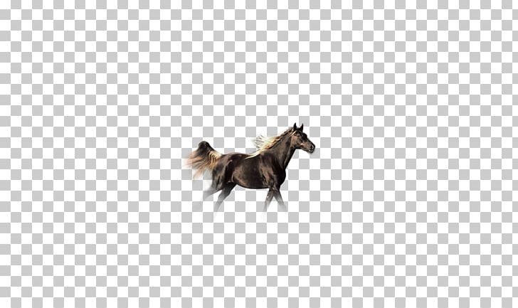 Horse Pet Tail PNG, Clipart, Animals, China, China Wind Horse, Horse, Horse Head Free PNG Download