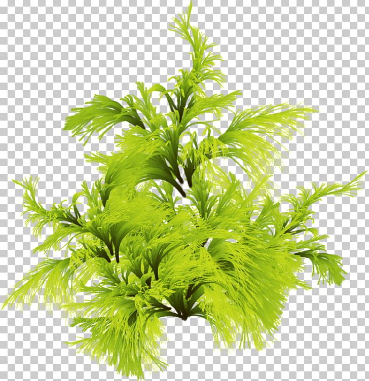 Seaweed Algae Plant PNG, Clipart, Algae, Centella Asiatica, Clip Art, Conch, Herb Free PNG Download