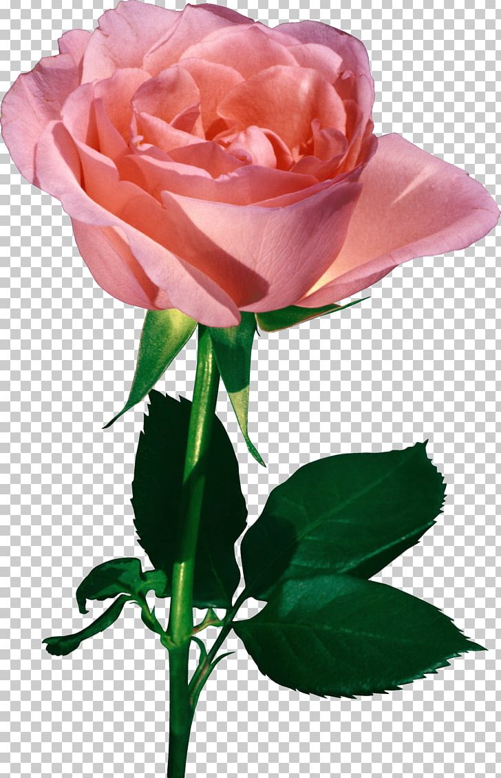 Valentine's Day Rose Flower Animation Heart PNG, Clipart, Bud, Color, Cut Flowers, February 14, Floral Design Free PNG Download