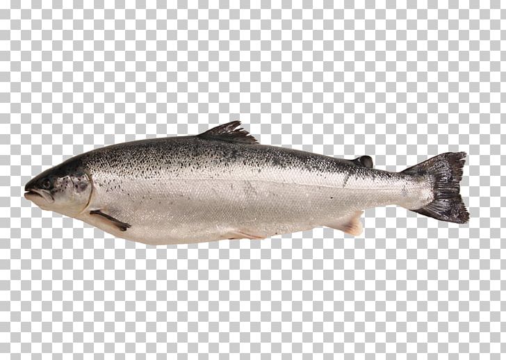 Coho Salmon Fish Products Oily Fish PNG, Clipart, Animals, Animal Source Foods, Atlantic Salmon, Barramundi, Bonito Free PNG Download