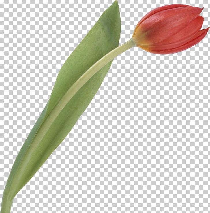 Cut Flowers Plant Tulip Bud PNG, Clipart, Bud, Cut Flowers, Flower, Flowering Plant, Nature Free PNG Download