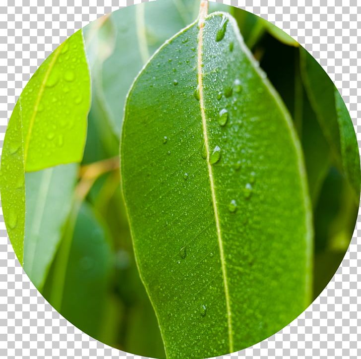 Eucalyptus Globulus Leaf Stock Photography Natural Gum Essential Oil PNG, Clipart, Can Stock Photo, Essential Oil, Eucalyptus Globulus, Flora Of Australia, Gumleaf Free PNG Download