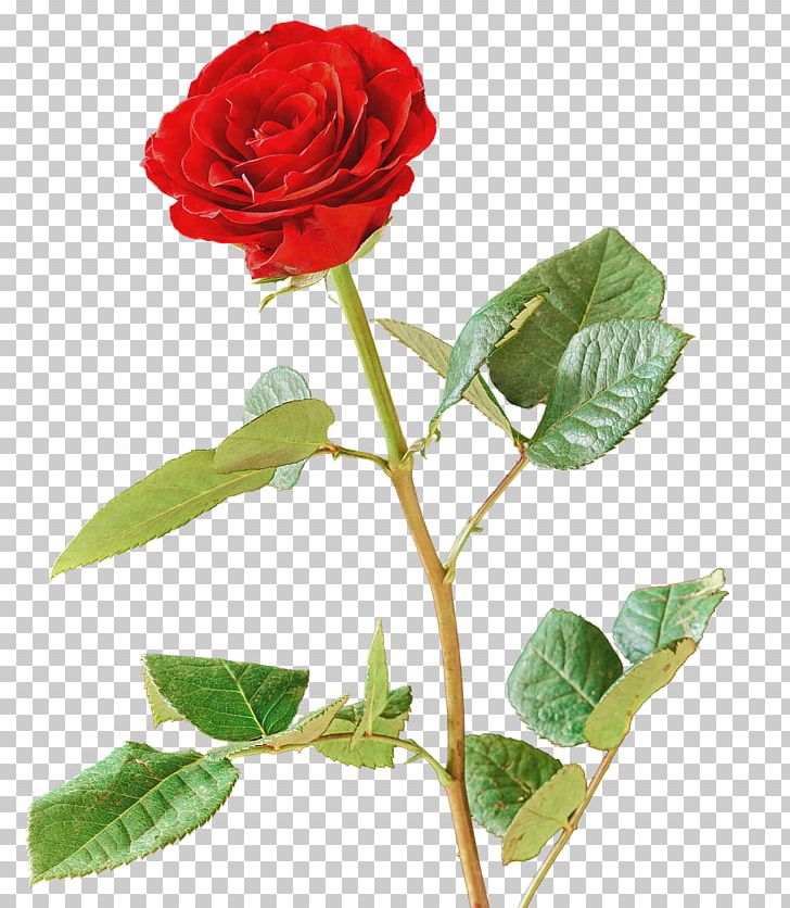 Garden Roses Cabbage Rose Portable Network Graphics Red PNG, Clipart, Cari, China Rose, Cut Flowers, Download, Fleur Free PNG Download