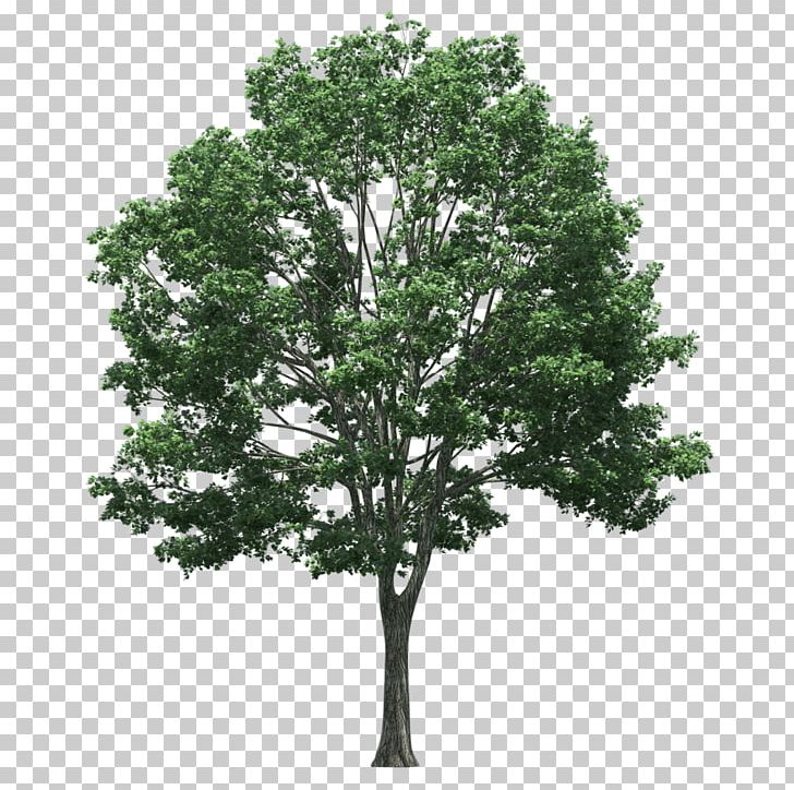 Tree Plant Populus Nigra PNG, Clipart, 724, Branch, Conifers, Landscape, Larch Free PNG Download