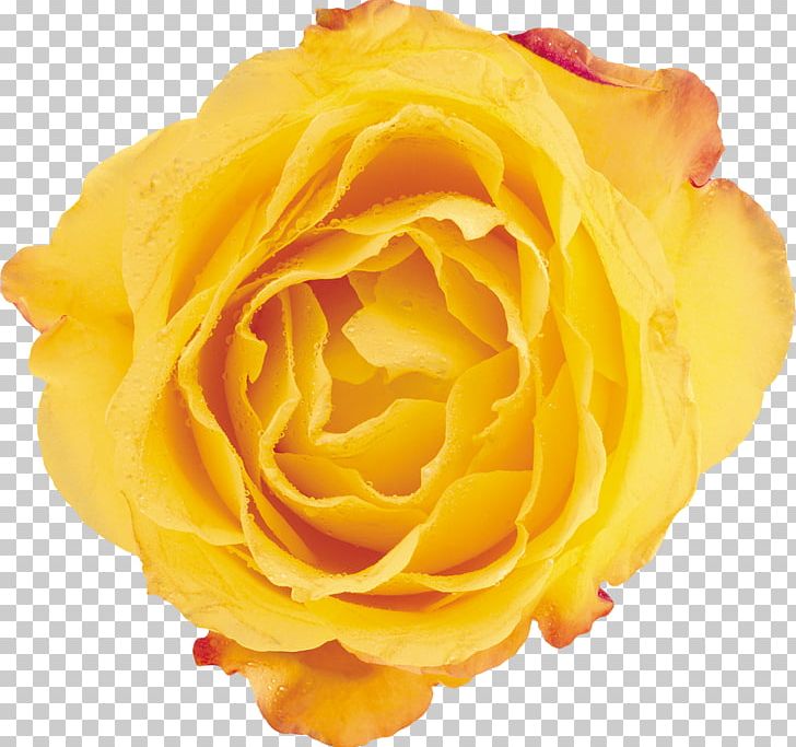 Beach Rose Yellow Flower Petal Garden Roses PNG, Clipart, Beach Rose, Centifolia Roses, Closeup, Color, Cut Flowers Free PNG Download
