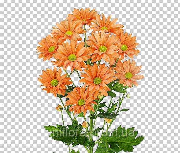 Chrysanthemum Flower Garden Roses Transvaal Daisy Lilium PNG, Clipart, Annual Plant, Artikel, Carnation, Chipiona Flor, Chrysanths Free PNG Download