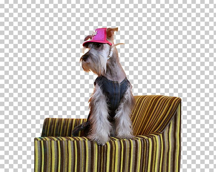 Miniature Schnauzer Dog Breed Advertising Agency Marketing PNG, Clipart, Advertising, Advertising Agency, Breed, Carnivoran, Companion Dog Free PNG Download