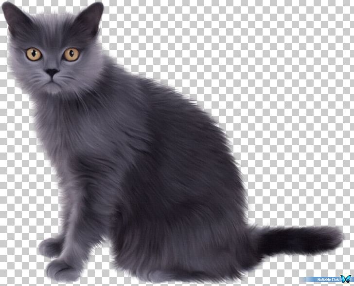 Persian Cat Kitten Pet Sitting PNG, Clipart, Animals, Asian, Asian Semi Longhair, Black Cat, British Semi Longhair Free PNG Download