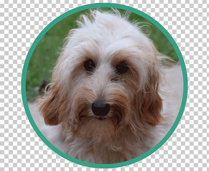 Cockapoo Petit Basset Griffon Vendéen Briquet Griffon Vendéen Sporting Lucas Terrier Dandie Dinmont Terrier PNG, Clipart, Bearded Collie, Bread , Carnivoran, Companion Dog, Dog Breed Free PNG Download