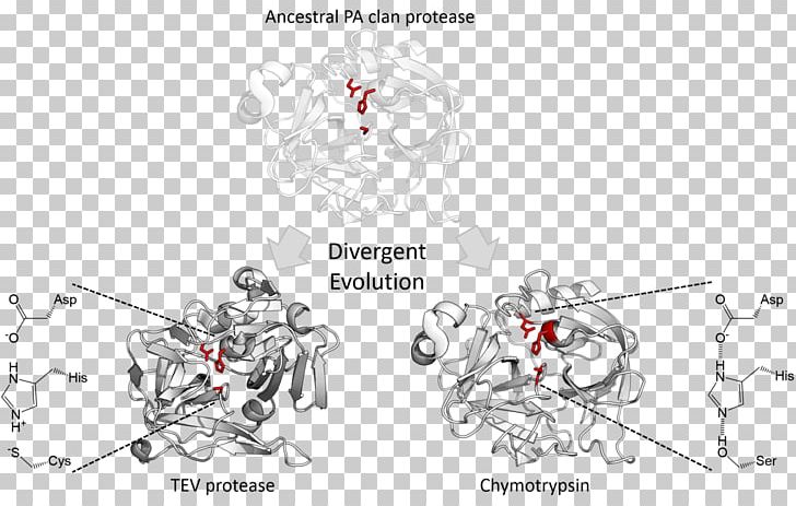 Divergent Evolution Serine Protease Catalytic Triad Chymotrypsin PNG, Clipart, Active Site, Angle, Area, Art, Artwork Free PNG Download