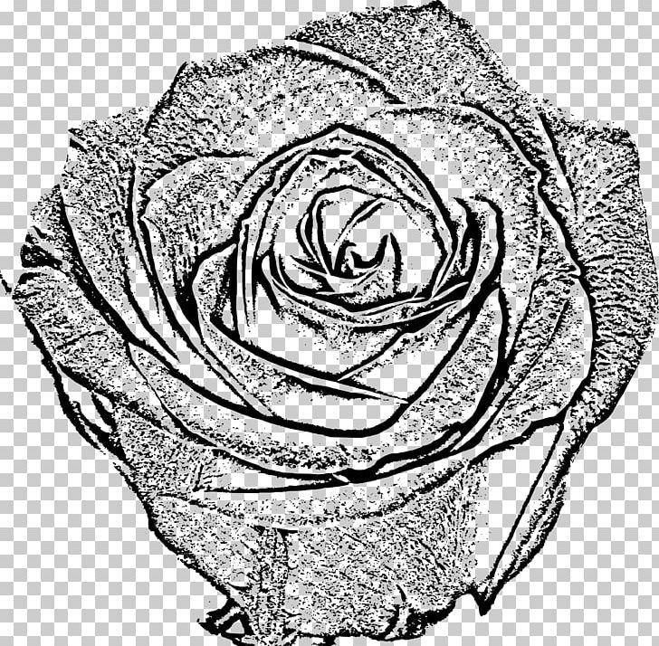 Garden Roses Black And White Drawing Sketch Png Clipart Artwork