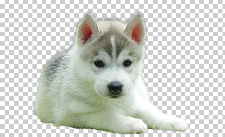 Siberian Husky Puppy Beagle English Toy Terrier Golden Retriever PNG, Clipart, Alaskan Klee Kai, Animal, Animals, Carnivoran, Companion Dog Free PNG Download