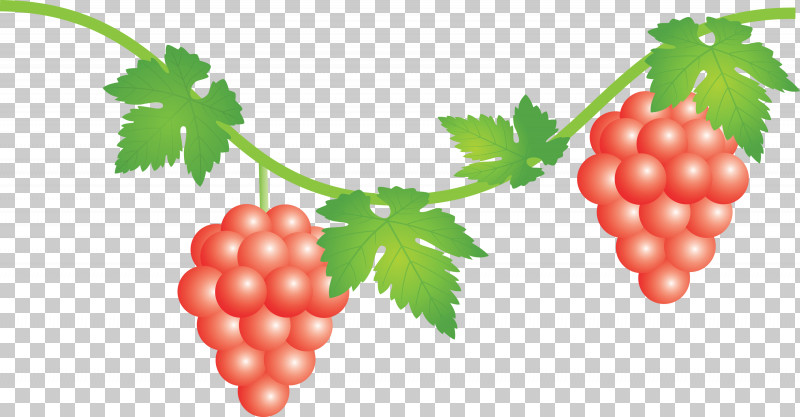 Grape Grapes Fruit PNG, Clipart, Accessory Fruit, Berry, Currant, Flower, Food Free PNG Download