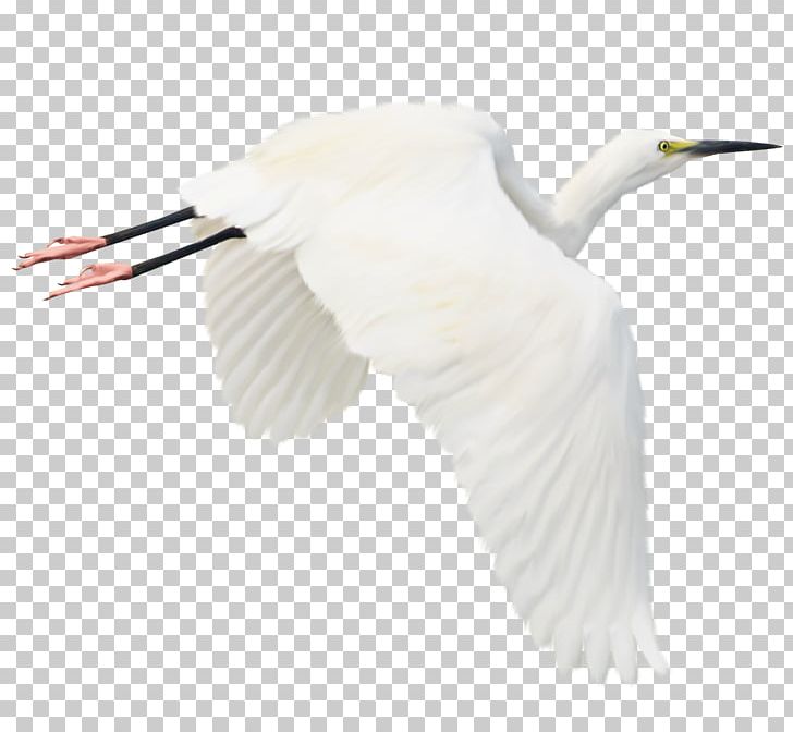 Bird Heron White Stork Egret PNG, Clipart, Background White, Beak, Black White, Ciconiiformes, Crane Free PNG Download