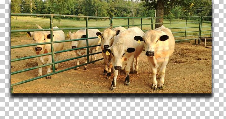 Calf British White Cattle Grazing Pasture Farm PNG, Clipart, Animal, Breed, British White Cattle, Calf, Cattle Free PNG Download