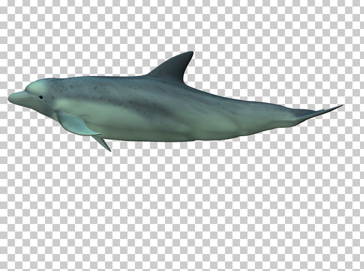 Common Bottlenose Dolphin Short-beaked Common Dolphin Rough-toothed Dolphin Tucuxi Wholphin PNG, Clipart, Biology, Bottlenose Dolphin, Fauna, Mammal, Marine Biology Free PNG Download